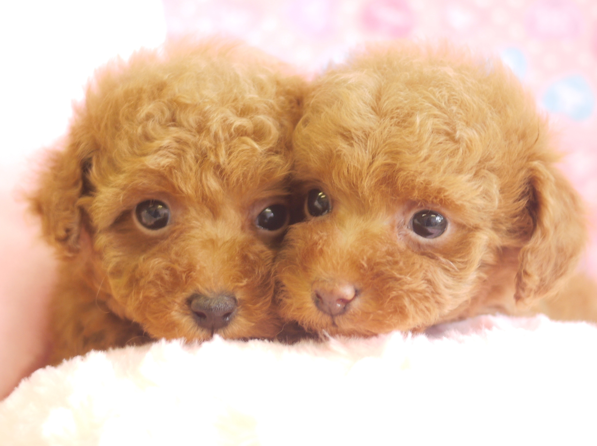 子犬情報 兵庫 大阪でトイプードルをお探しなら尼崎にあるトイプードル専門店 ティーカップ 子犬情報 兵庫 大阪でトイプードルをお探しなら尼崎にあるトイプードル専門店 ティーカップ