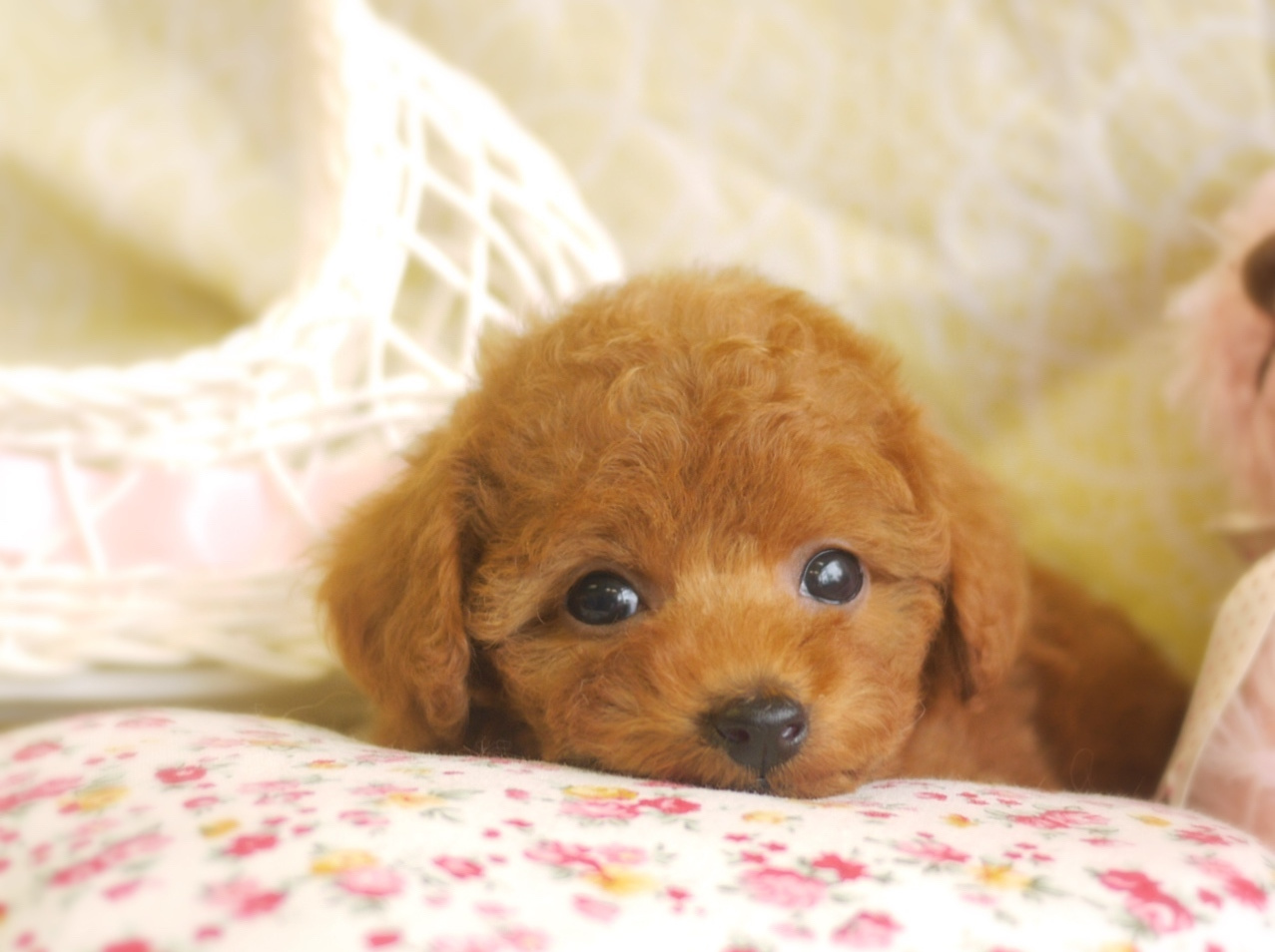 子犬情報 兵庫 大阪でトイプードルをお探しなら尼崎にあるトイプードル専門店 ティーカップ 子犬情報 兵庫 大阪でトイプードルをお探しなら尼崎にあるトイプードル専門店 ティーカップ